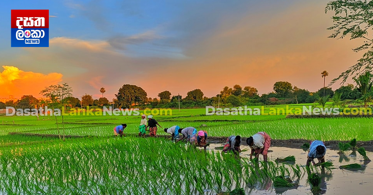 පොහොර වලටත් මිල සූත්‍රයක් | Dasatha Lanka News