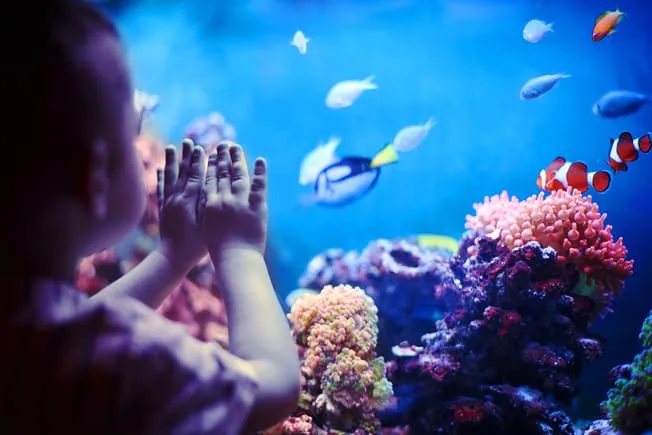 1800ss thinkstock rf child watching fish swim