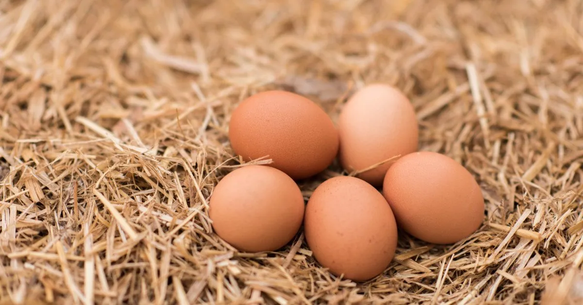 How chickens make eggs FocusFillWyIwLjAwIiwiMC4wMCIsMTIwMCw2Mjhd
