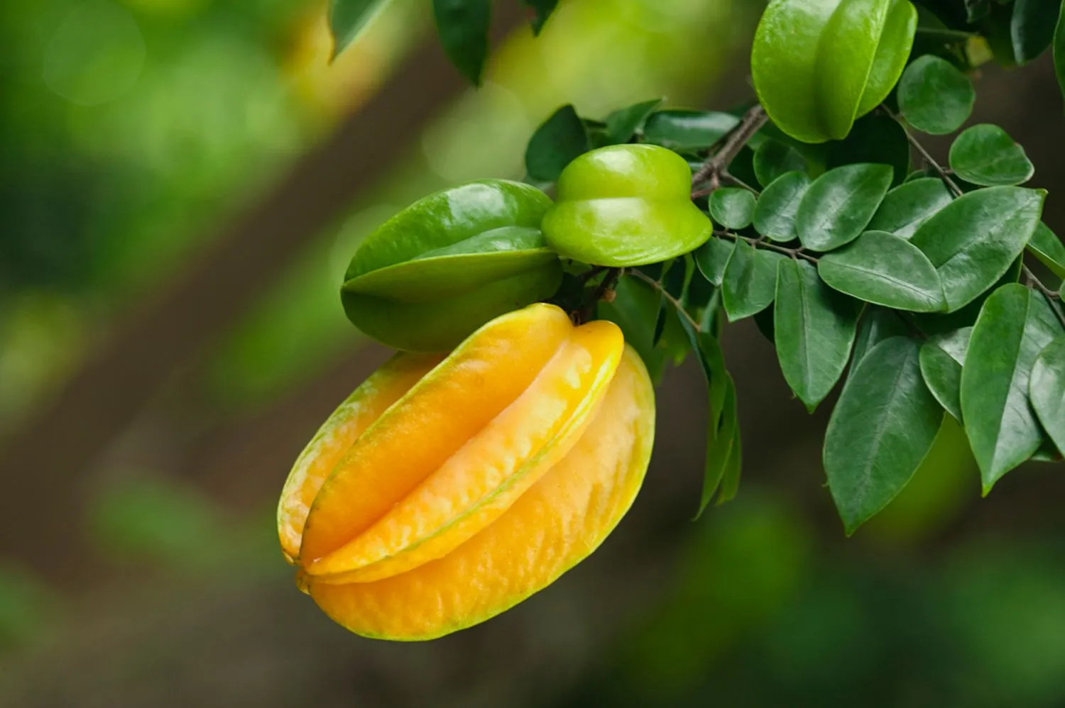 කාමරංගාවලින් ලැබෙන ප්රතිලාභ 7 GettyImages 128080513 607db89c67c647518ab766b84fdf3d38