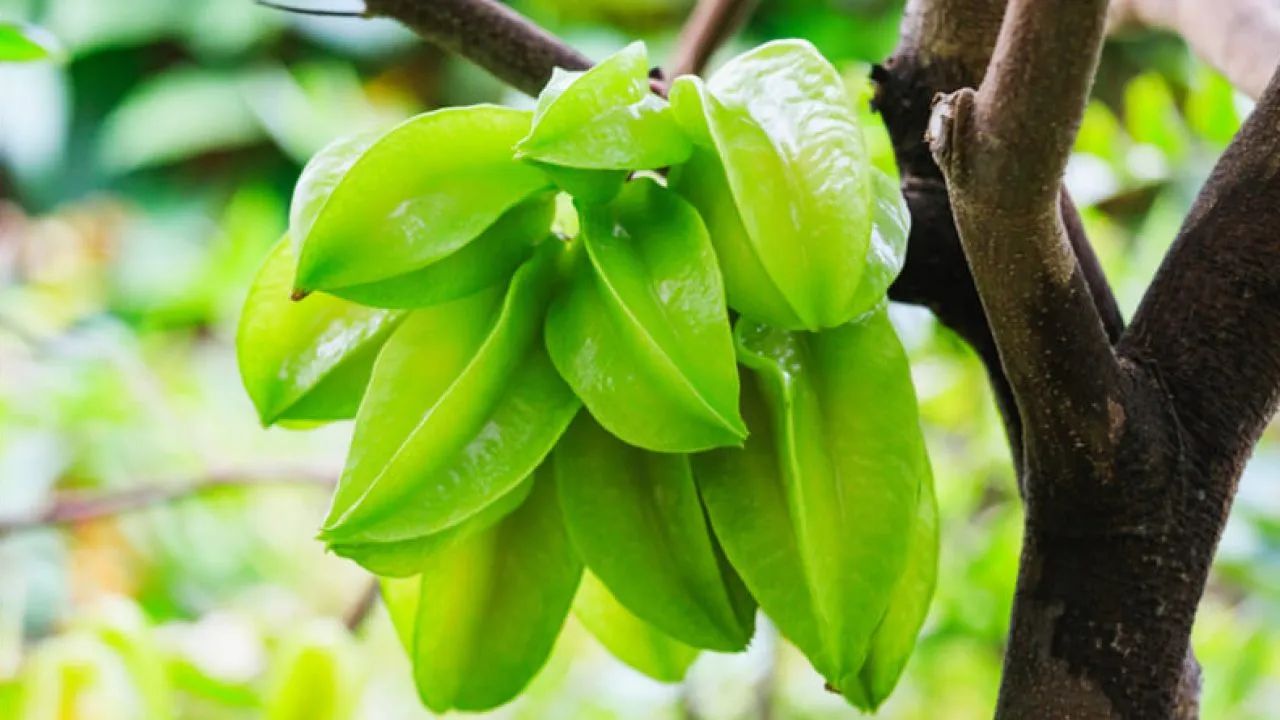 කාමරංගාවලින් ලැබෙන ප්රතිලාභ 6 Starfruit 1280x720 1