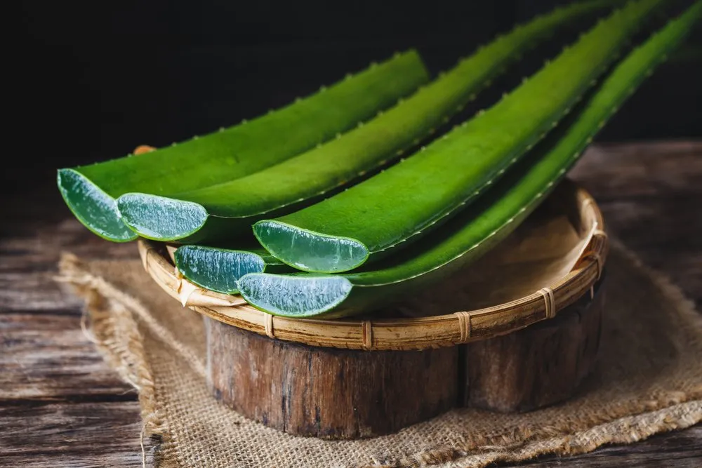 aloe vera 2