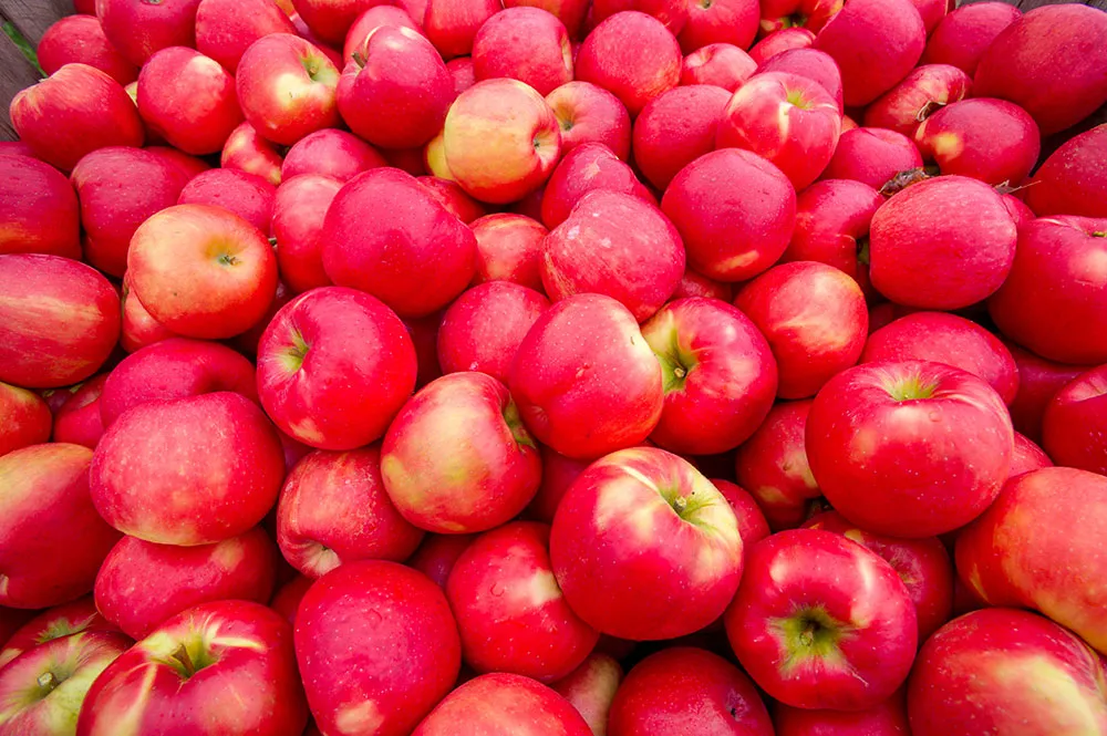 bushel of apples