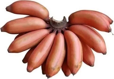 red banana 2f red jamaican 2f sevvazhai 2f chandrabale 500x500 1