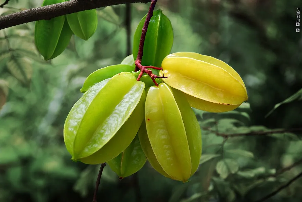 කාමරංගාවලින් ලැබෙන ප්රතිලාභ 4 star fruit 2
