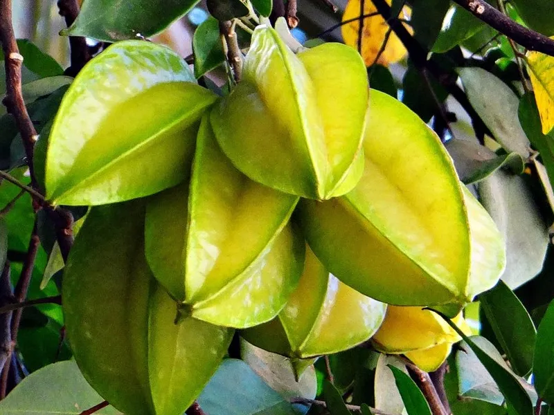 කාමරංගාවලින් ලැබෙන ප්රතිලාභ 1 star fruit