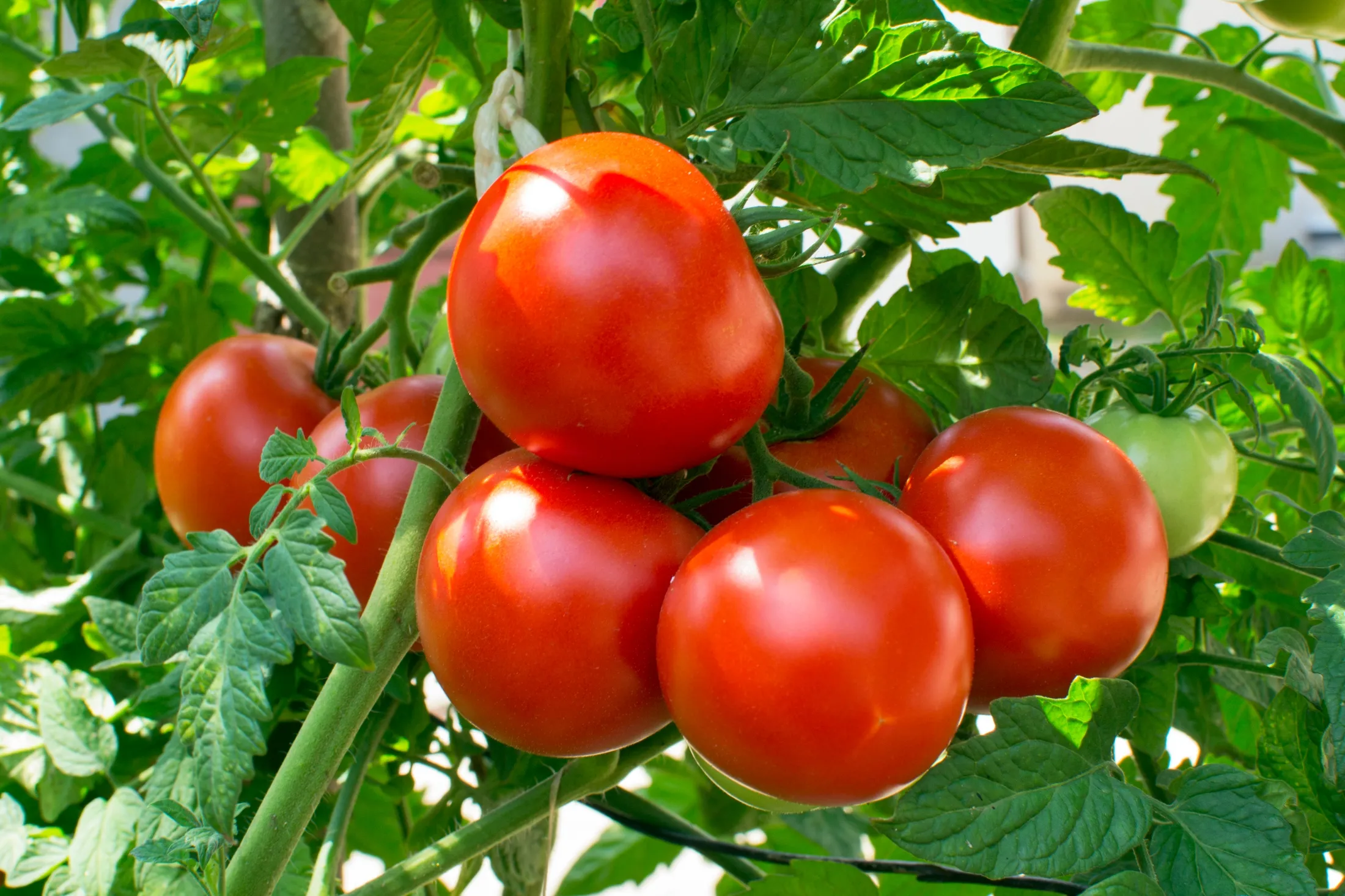 tomatoes helios4eos gettyimages edit