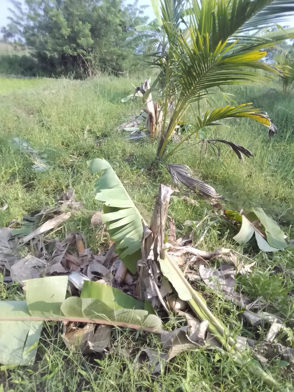 ගමකට අලි පනී නිවාස රැසකට හානී 3 නිරන්තර වන අලි රංචු මේ දිනවල 3