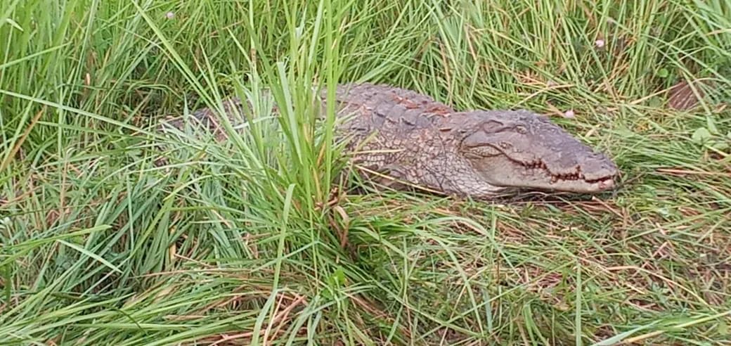 අසේලපුරින් ඇල්ලූ අඩි හතේ කිඹුලා (ඡායාරූප) 3 1 1 1