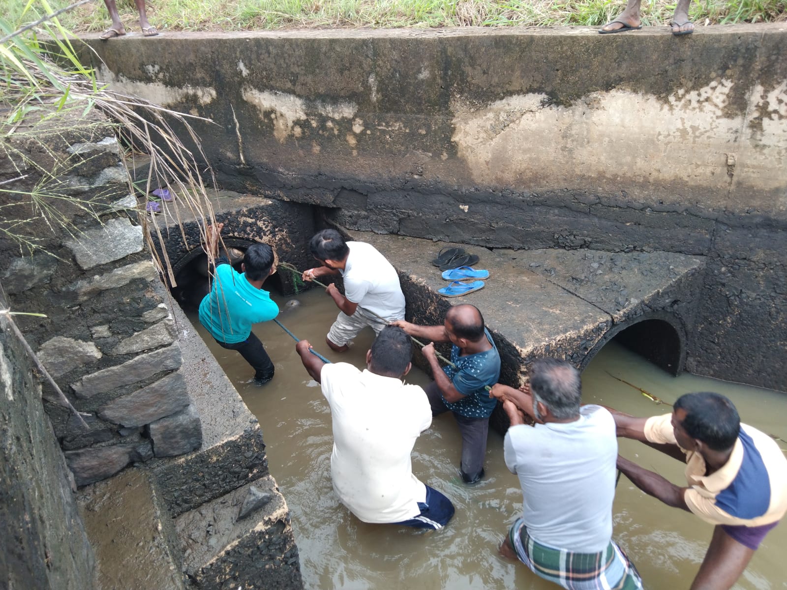 බෝක්කු බටයක සිරවූ වන අලියා මියයයි (ඡායාරූප) 1 1