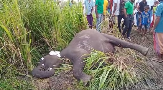 මෝටර් රථයක වන අලියෙක් ගැටී අලියා මරුට (ඡායාරූප) 1 2 2