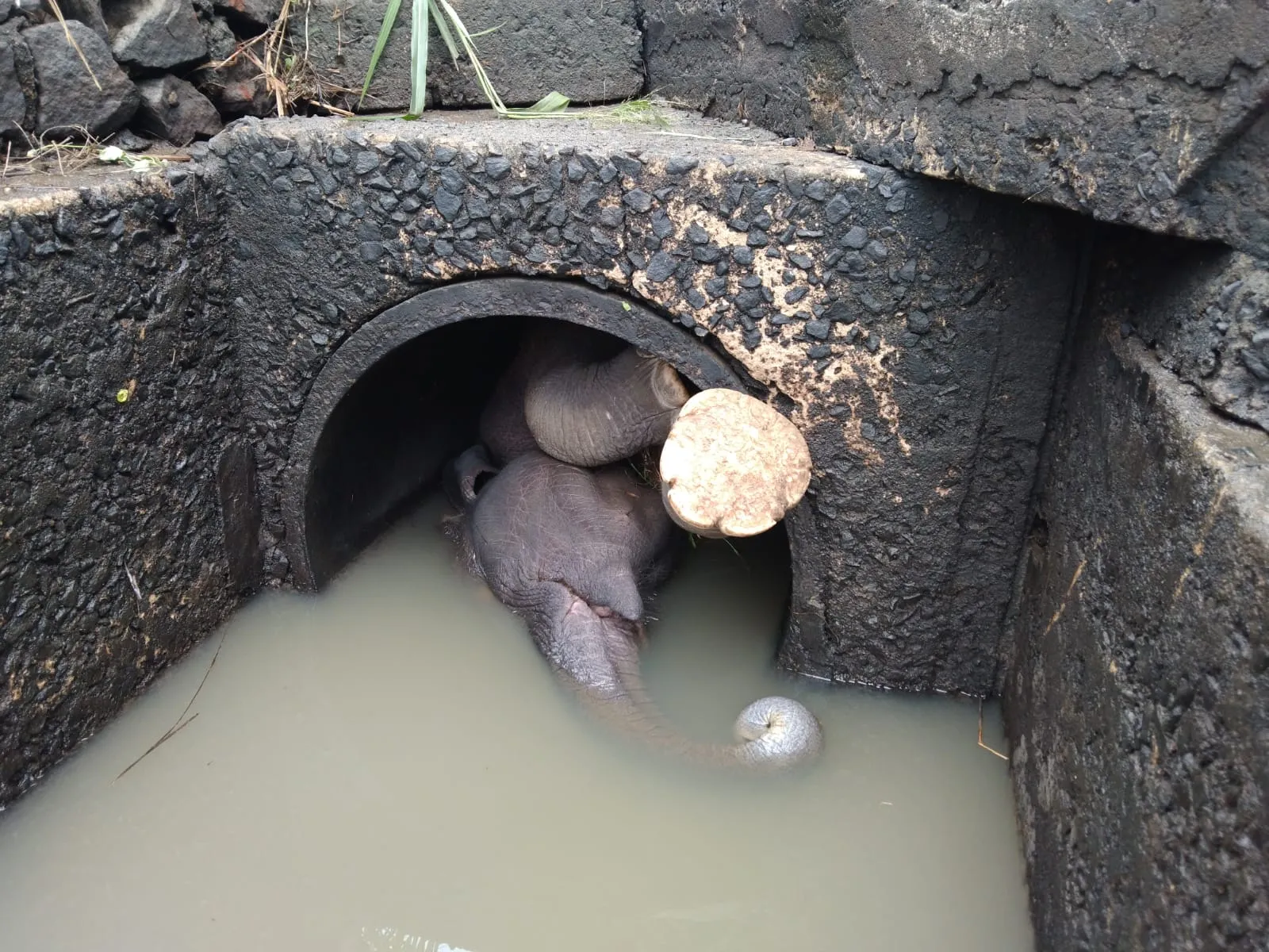 බෝක්කු බටයක සිරවූ වන අලියා මියයයි (ඡායාරූප) 3 2 2