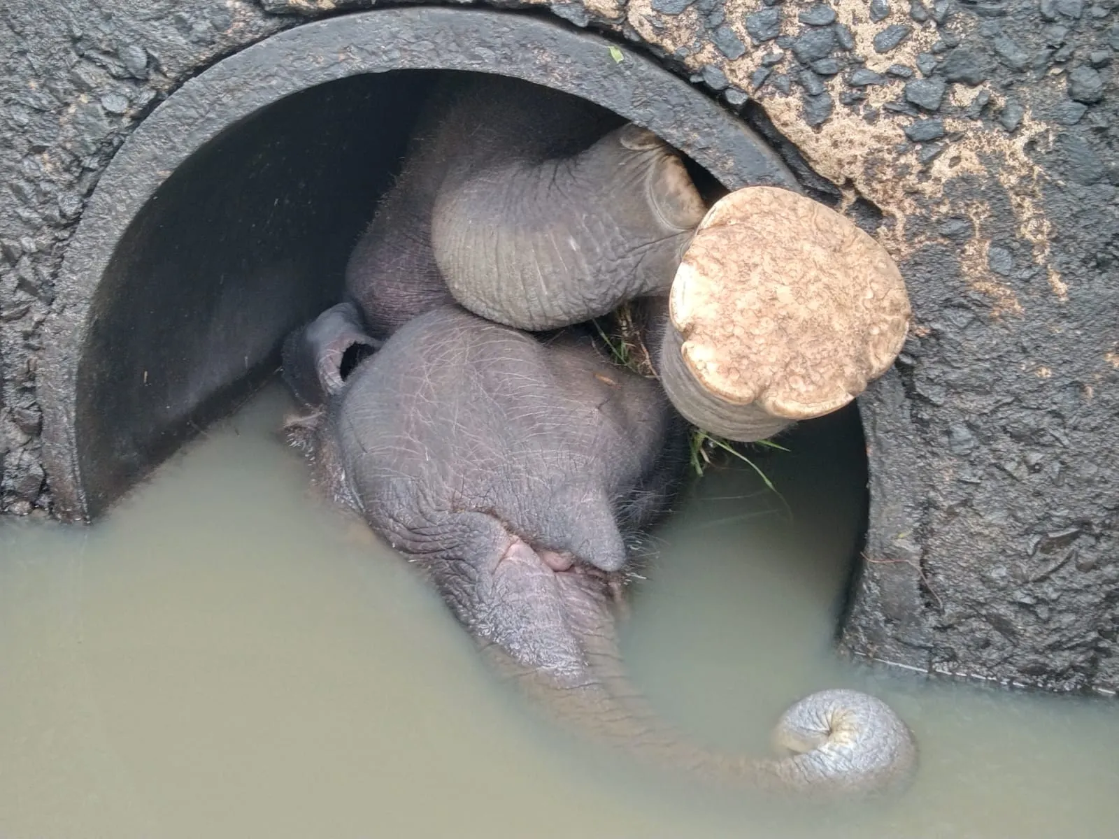 බෝක්කු බටයක සිරවූ වන අලියා මියයයි (ඡායාරූප) 4 2 3