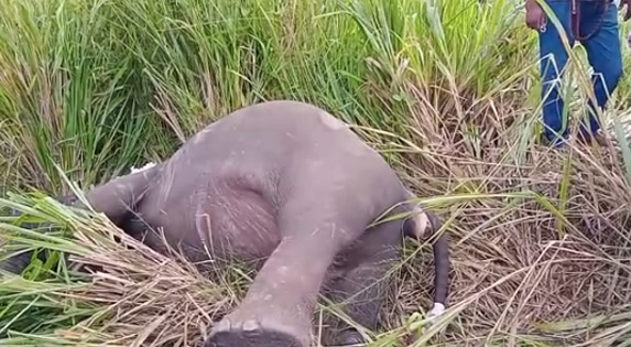 මෝටර් රථයක වන අලියෙක් ගැටී අලියා මරුට (ඡායාරූප) 5 6