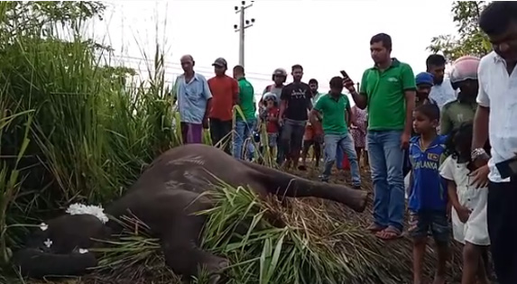 මෝටර් රථයක වන අලියෙක් ගැටී අලියා මරුට (ඡායාරූප) 6 7