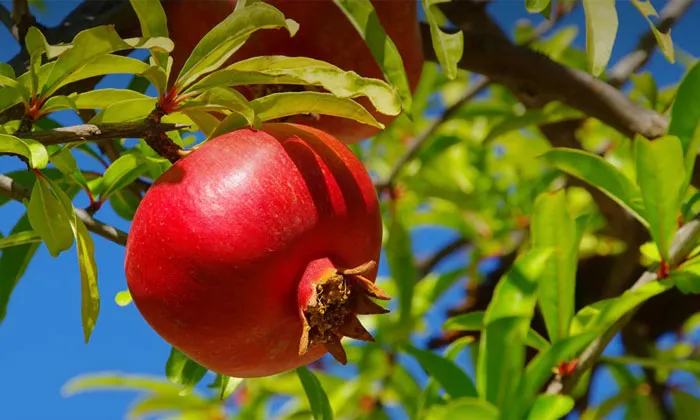 Pomegranate Fruit of the Month thumb
