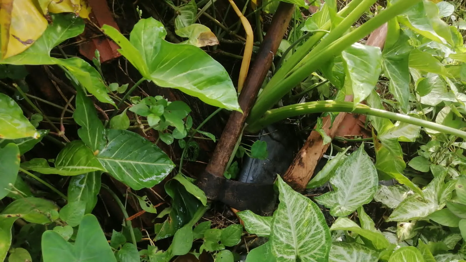 කාන්තාවන් දෙදෙනෙක් සමඟ පිරිසක් එක්ව තිදරු පියෙක් ඝාතනය කරලා (ඡායාරූප) 2 780fa6e8 0d46 4332 94be f318a2471519