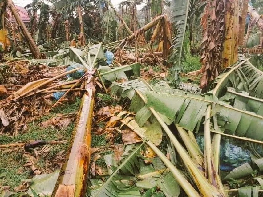 මැන්ඩවුස් සුළි කුණාටුවෙන් උතුරේ වගා බිම් රැසක් විනාශයි 6 North 5