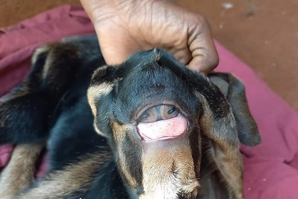 ඇස් නළලේ පිහිටා ඉපදුනු අසාමාන්ය එළුපැටවා (ඡායාරූප) 3 1