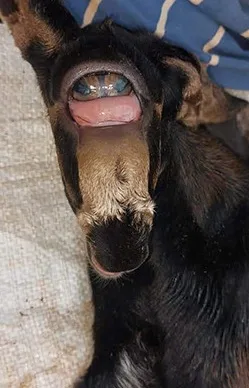 ඇස් නළලේ පිහිටා ඉපදුනු අසාමාන්ය එළුපැටවා (ඡායාරූප) 4 2 2