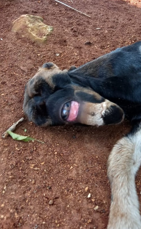 ඇස් නළලේ පිහිටා ඉපදුනු අසාමාන්ය එළුපැටවා (ඡායාරූප) 2 3