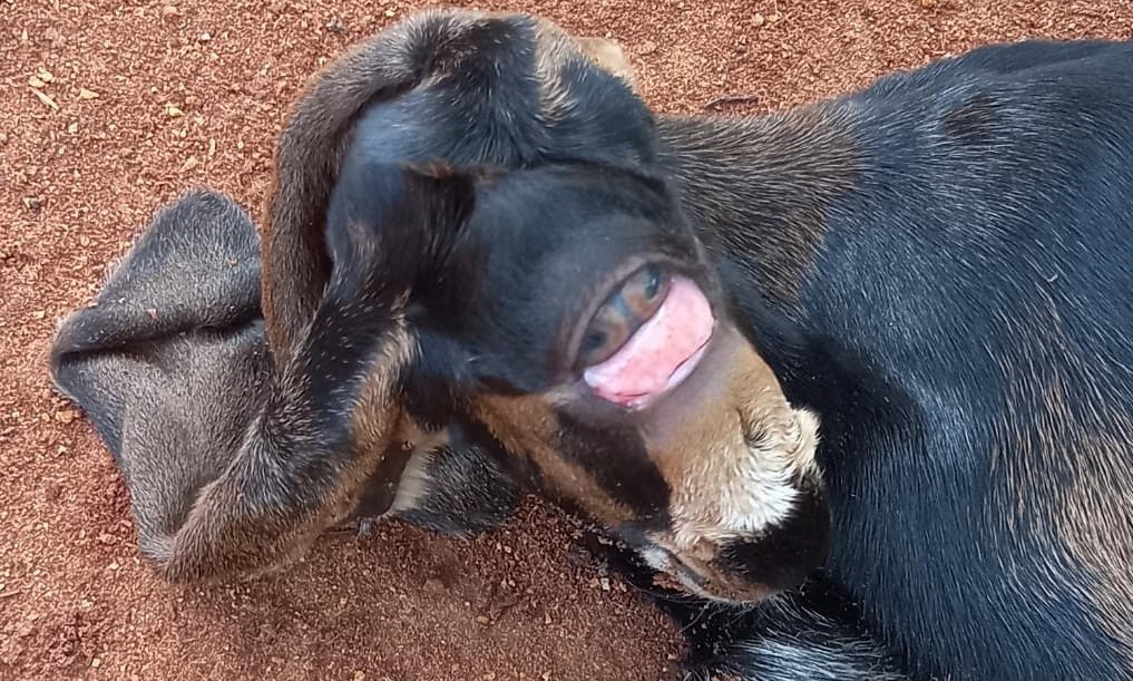 ඇස් නළලේ පිහිටා ඉපදුනු අසාමාන්ය එළුපැටවා (ඡායාරූප) 1 4