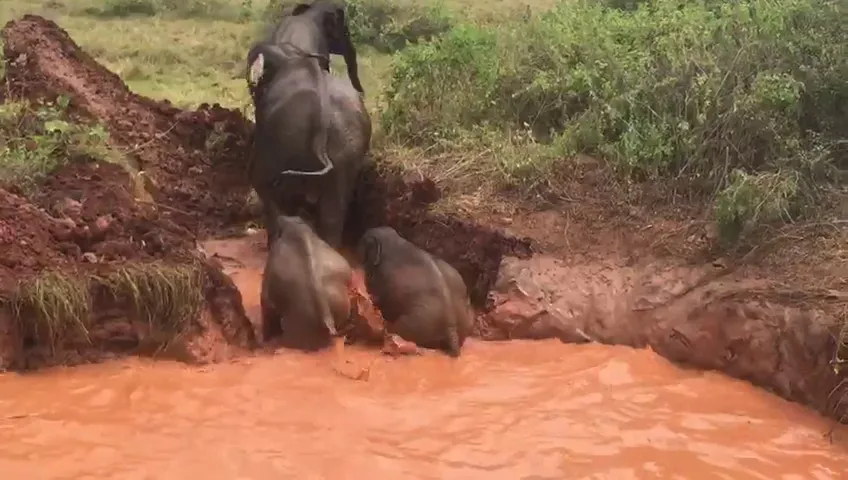 වගා ළිඳකට වැටුනු අලි 4 ක් බේරාගනියි (ඡායාරූප) 5 Elephant 01