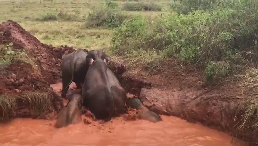 වගා ළිඳකට වැටුනු අලි 4 ක් බේරාගනියි (ඡායාරූප) 4 Elephant 03