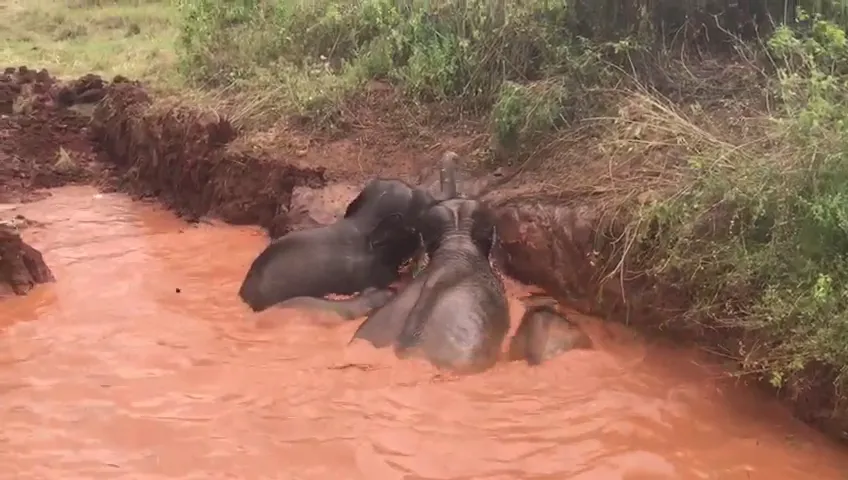 වගා ළිඳකට වැටුනු අලි 4 ක් බේරාගනියි (ඡායාරූප) 3 Elephant 05