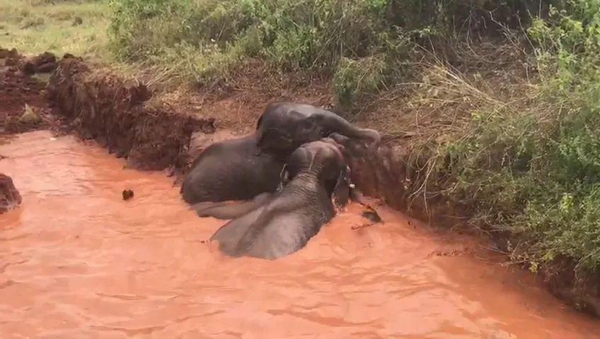 වගා ළිඳකට වැටුනු අලි 4 ක් බේරාගනියි (ඡායාරූප) 2 Elephant 06