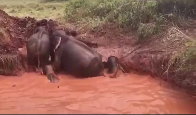 වගා ළිඳකට වැටුනු අලි 4 ක් බේරාගනියි (ඡායාරූප) 1 Elephant 07