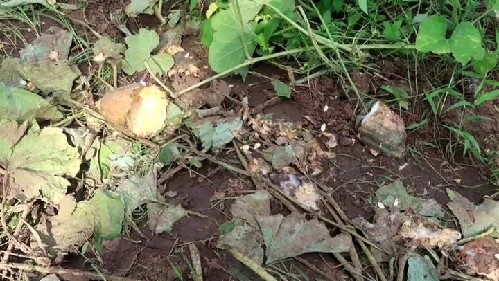 කන්නිමඩුවට ආ අලි රංචුවක් කළ විනාශයක්(ඡායාරූප) 8 IMG 20230407 WA0016