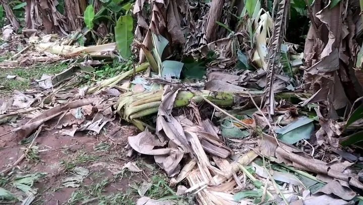 කන්නිමඩුවට ආ අලි රංචුවක් කළ විනාශයක්(ඡායාරූප) 2 IMG 20230407 WA0018