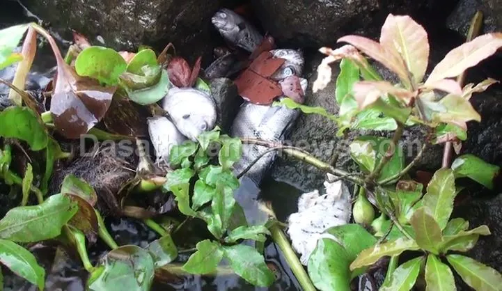 කලා වැවට අයිස් වැස්සක් - මසුන් දහස් ගණනක් අස්වාභාවික ලෙස මිය ගිහින් (ඡායාරූප) 2 WhatsApp Image 2023 04 16 at 2.56.52 PM 1