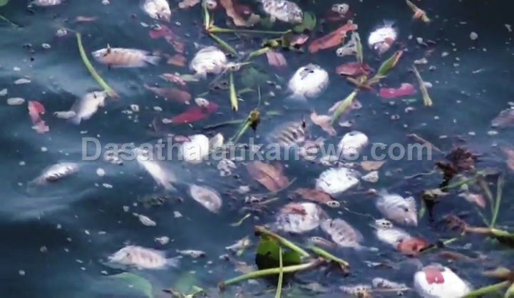 කලා වැවට අයිස් වැස්සක් - මසුන් දහස් ගණනක් අස්වාභාවික ලෙස මිය ගිහින් (ඡායාරූප) 3 WhatsApp Image 2023 04 16 at 2.56.54 PM