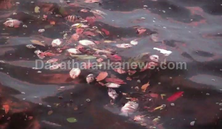 කලා වැවට අයිස් වැස්සක් - මසුන් දහස් ගණනක් අස්වාභාවික ලෙස මිය ගිහින් (ඡායාරූප) 1 WhatsApp Image 2023 04 16 at 2.56.57 PM