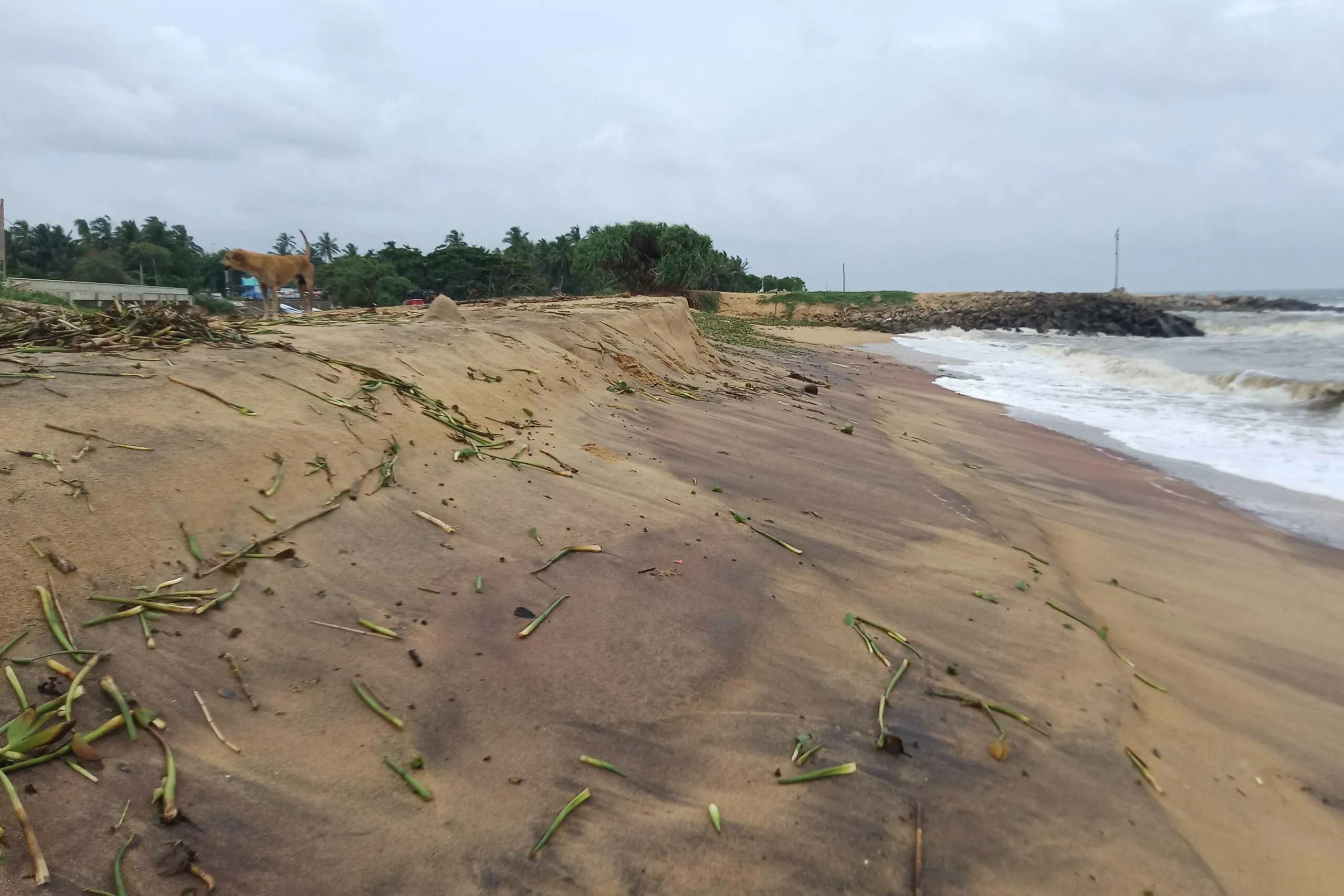 මුහුදු ඛාදනය හේතුවෙන් ඉරණවිල ප්රදේශයේ ධීවරයින් පීඩාවට(ඡායාරූප) 3 71 scaled