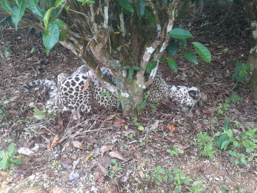 මියගොස් සිටි කඳුකර කොටි පැටවෙකුගේ සිරුරක් හමුවෙයි (ඡායාරූප) 1 01 1 1