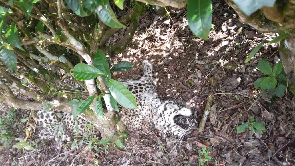 මියගොස් සිටි කඳුකර කොටි පැටවෙකුගේ සිරුරක් හමුවෙයි (ඡායාරූප) 2 01 2 1