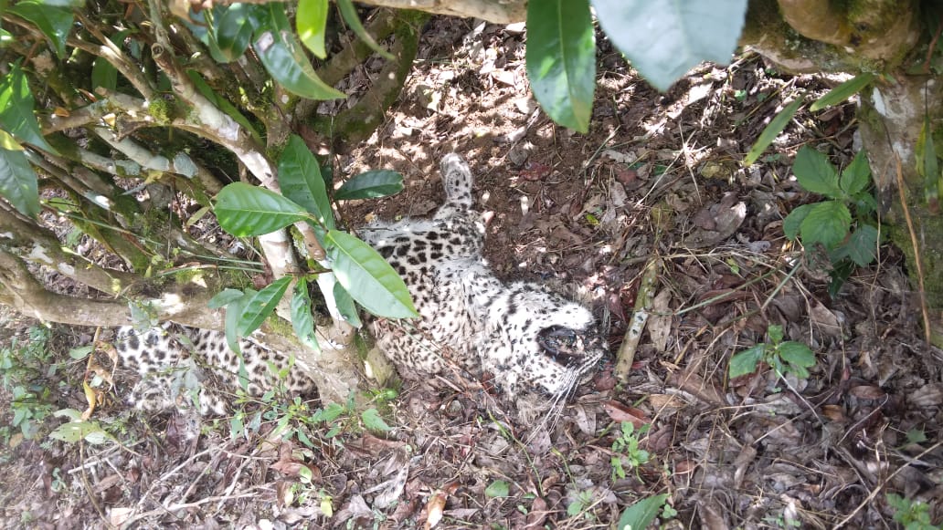 මියගොස් සිටි කඳුකර කොටි පැටවෙකුගේ සිරුරක් හමුවෙයි (ඡායාරූප) 3 01 3