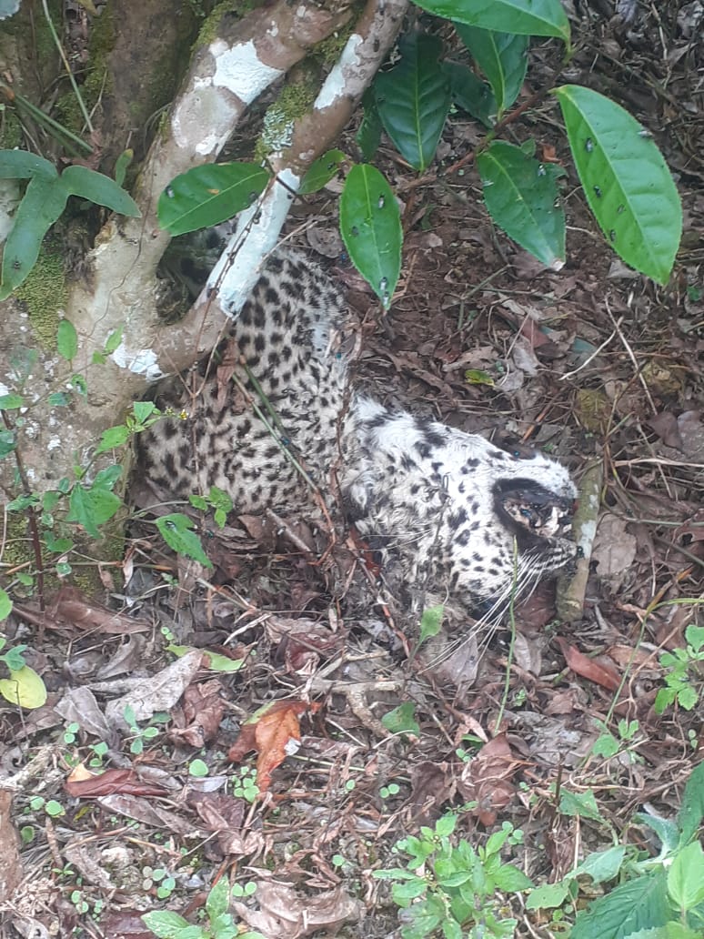 මියගොස් සිටි කඳුකර කොටි පැටවෙකුගේ සිරුරක් හමුවෙයි (ඡායාරූප) 4 01 4