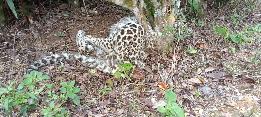 මියගොස් සිටි කඳුකර කොටි පැටවෙකුගේ සිරුරක් හමුවෙයි (ඡායාරූප) 5 01 5