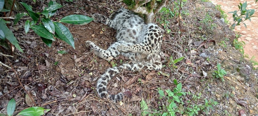 මියගොස් සිටි කඳුකර කොටි පැටවෙකුගේ සිරුරක් හමුවෙයි (ඡායාරූප) 6 01 6