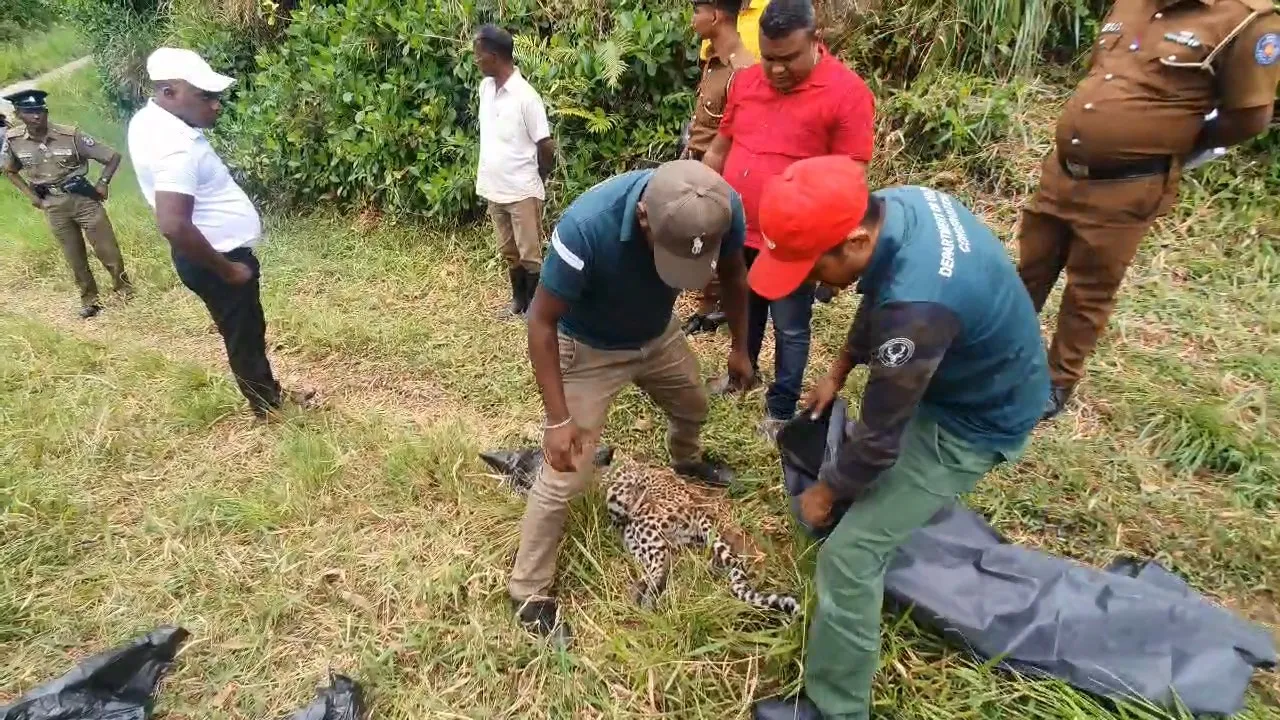 මිය ගොස් සිටි කොටියාගේ සමේ කොටසක් කපාගෙන ගිහින් (ඡායාරූප) 6 2 4
