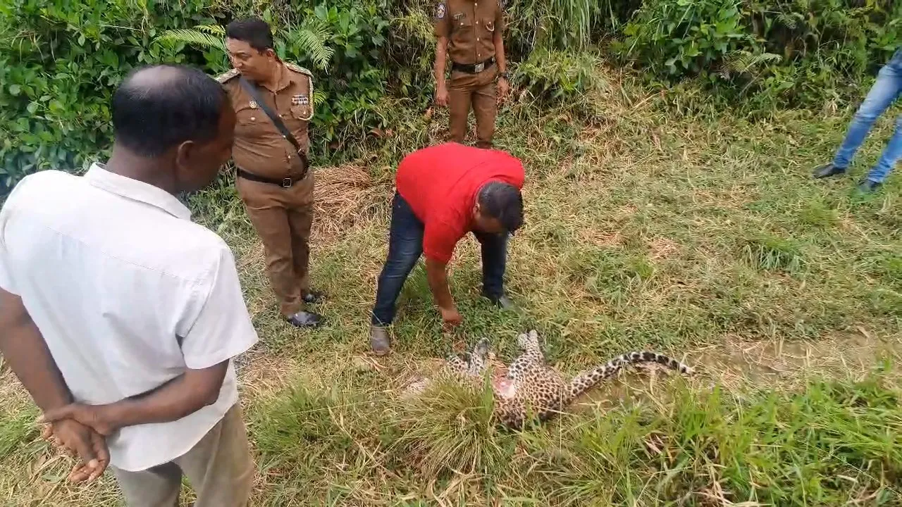 මිය ගොස් සිටි කොටියාගේ සමේ කොටසක් කපාගෙන ගිහින් (ඡායාරූප) 4 7 4