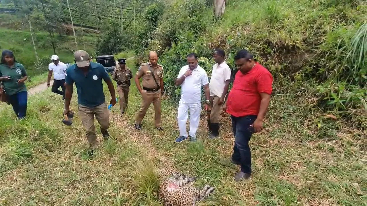 මිය ගොස් සිටි කොටියාගේ සමේ කොටසක් කපාගෙන ගිහින් (ඡායාරූප) 2 8 3