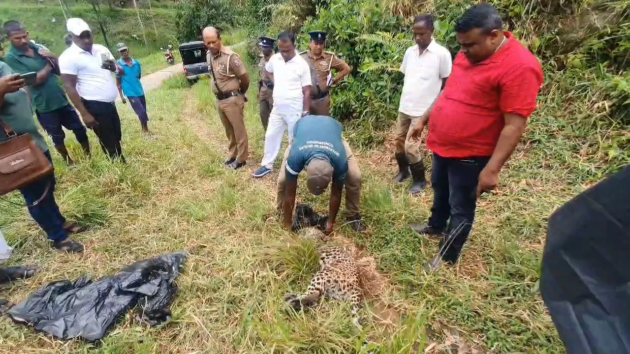 මිය ගොස් සිටි කොටියාගේ සමේ කොටසක් කපාගෙන ගිහින් (ඡායාරූප) 3 9 2