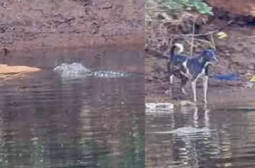 Kind Crocodile Saved Lost Dog In River 65110c76b2f0e