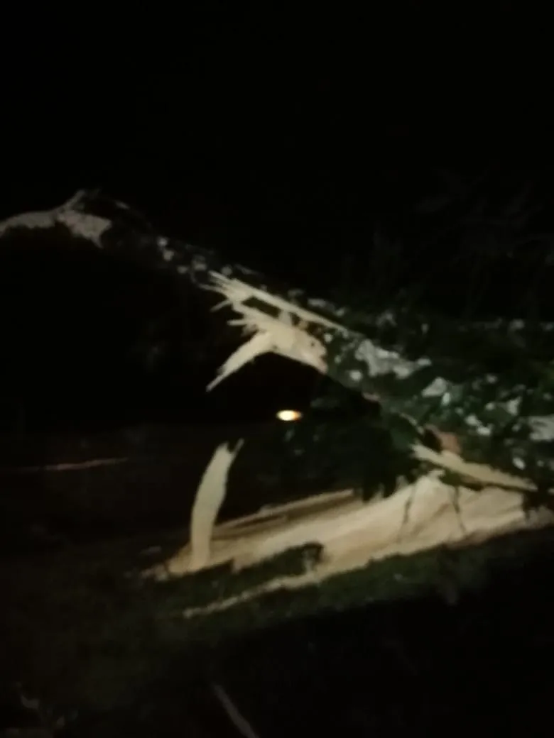 බස් රථයක් මතට ගසක් කඩා වැටී අනතුරක් (ඡායාරූප) 4 WhatsApp Image 2023 10 30 at 10.52.19 PM