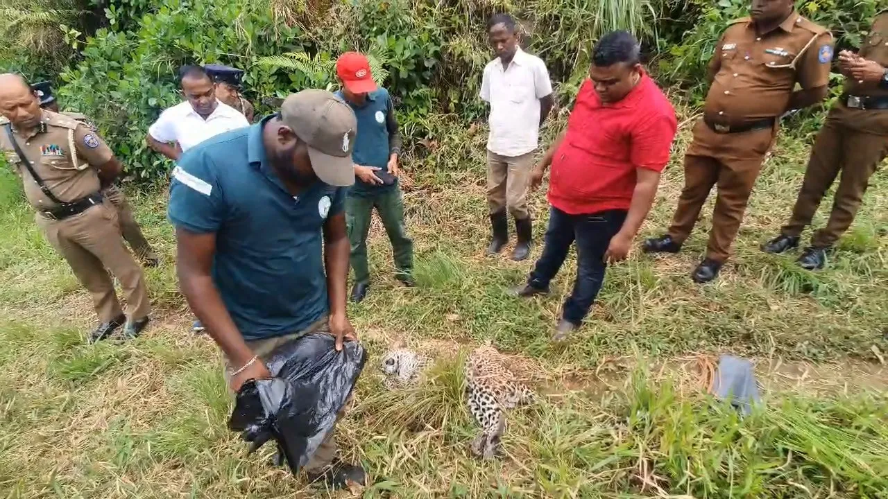 මිය ගොස් සිටි කොටියාගේ සමේ කොටසක් කපාගෙන ගිහින් (ඡායාරූප) 5 WhatsApp Video 2023 10 13 at 11.12.55 51851193.mp4 snapshot 00.09 2023.10.13 12.09.10